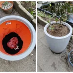 Begraven van placenta in een pot