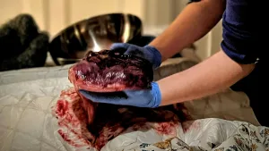 Wat doe jij met de placenta na de bevalling?